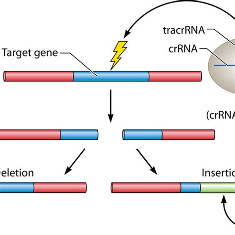Genome Editing By Crispr Cas9 The Principle Of Genome Editing Is The