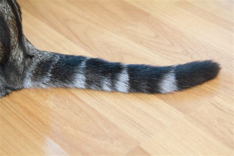 Tail Injuries In Cats Never Catch A Cat By The Tail Catgenie