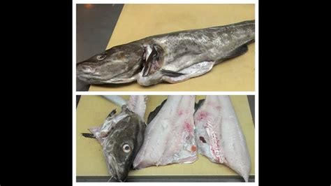 How To Butcher Whole Cod Fish How To Fillet Cod Fish How To Debones