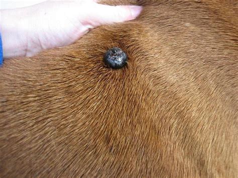 Mole Tumor Please Help Have Pics Boxer Forum Boxer Breed Dog Forums
