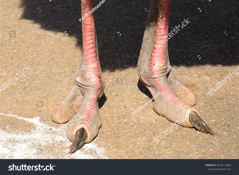 Feet And Clawed Fingers Of The African Ostrich Stock Photo Download