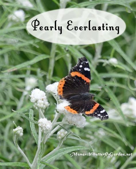They'll be attracted to your garden if you offer them the seeds and flowering plants they want and need. Butterfly Plants List- Butterfly Flowers and Host Plant ...