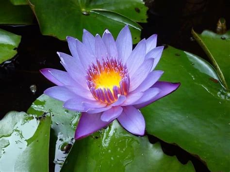 Water Lily Flower Meaning And Symbolism In Different Cultures Florgeous