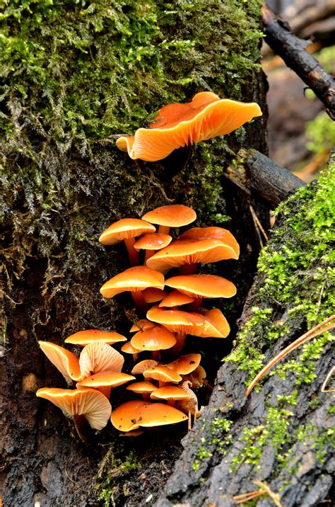 Mushrooms On A Tree Stump In The Forest Royalty Free Stock Image