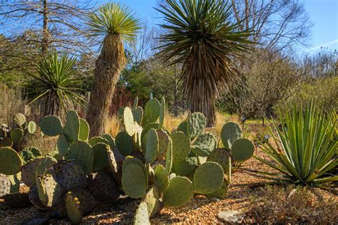 25 Desert Plants You Should Know About Succulent Alley