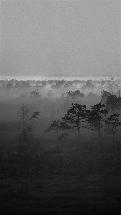 You can easily select your device wallpaper size to show only wallpapers compatible to your android smartphone or iphone. Black White Misty Woods Android Wallpaper free download