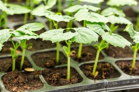We did not find results for: Growing Bitter Melon Plants