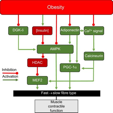 The effects of obesity on skeletal muscle contractile function