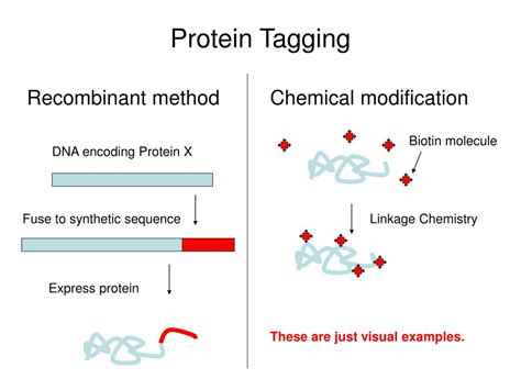 Chemical modification of proteins is a rapidly expanding area in chemical biology. PPT - FLUORESCENCE MICROSCOPY PROTEIN LABELING AND ...
