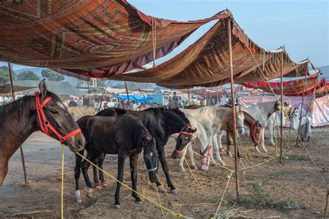 Just use this page and you will quickly pass the level you stuck in the codycross game. Pushkar Camel Fair - LOUIS MONTROSE PHOTOGRAPHY