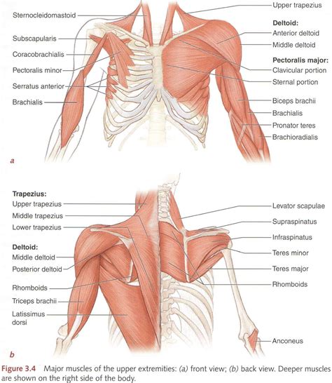 Image Result For Upper Back Muscle Diagram Anatomia Do Corpo Humano Images