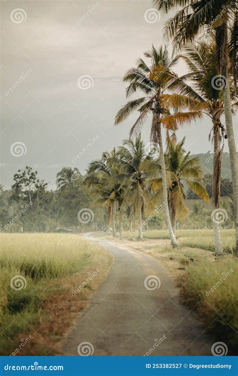 Beautiful Countryside Road With Paddy Field In Perlis Malaysia Stock