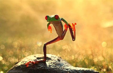 frog jumping wildlife photography 6 full image