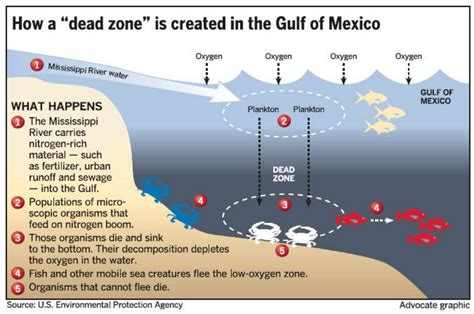 Ocean Dead Zones Marine Life Needs To Have A Certain By Emma