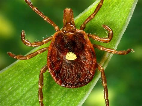 The Cdc Describes Lone Star Ticks As Very Aggressive Biters