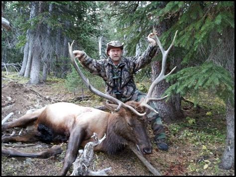 200 300 Inch Elk