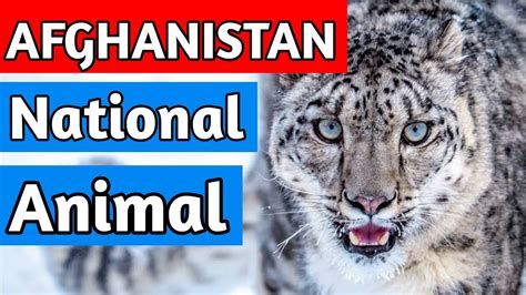 Afghanistan National Animal National Animal Of Afghanistan Shorts