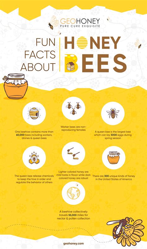 Fun Facts About Honey Bees Geohoney