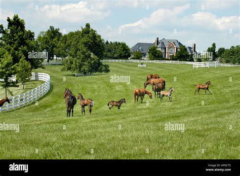 Kentucky Horse Park And Surrounding Horse Farms In Lexington Ky Stock