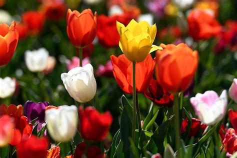 Sekuntum Bunga Tulip Di Tangan Mephistopheles Berita Bahasa And Budaya