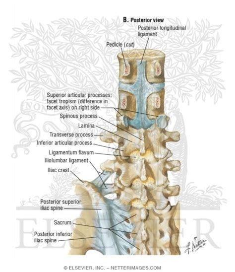 Lumbosacral Region Ligaments Posterior View