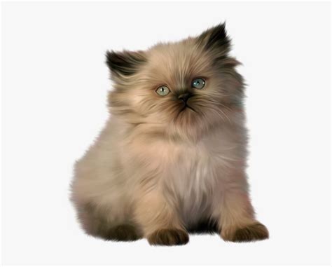 Ragdoll Cat Clipart Png Download Ragdoll Himalayan Persian Cat