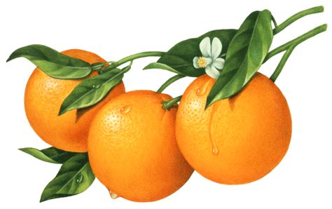 Illustration Of Three Oranges On A Branch Fruit Illustration Fruit