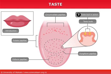 Human Taste — Science Learning Hub