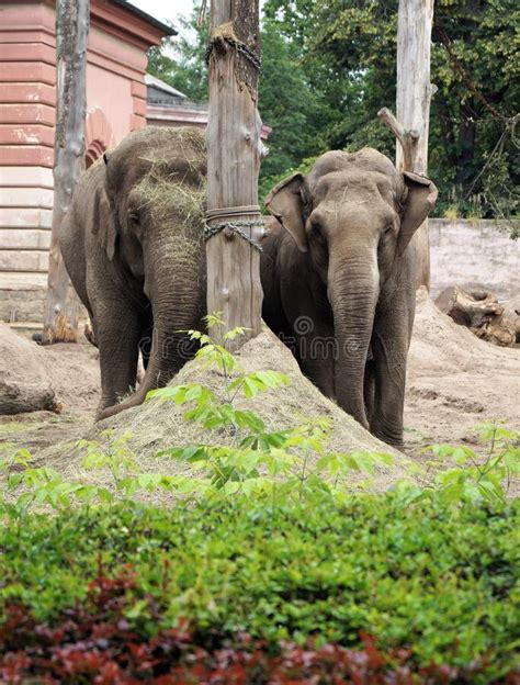 A Pair Of Large Adult Elephants At The Zoo View Travel Tourism Stock