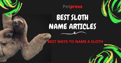 Best Ways To Name A Sloth Good Cute And Funny Names For A Pet Sloth