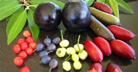 Daleys Fruit Tree Blog Bushfood Harvest In Australia