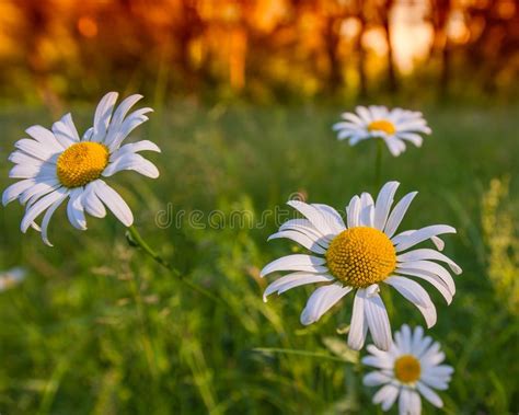 Camomile On Meadow With Abstract Blurred Background Closeup Sh Stock