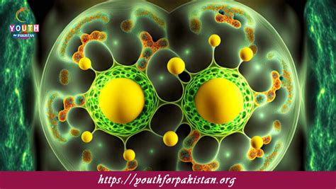 Cellular Structure Of Bacteria MDCAT MCQs With Answers Youth For Pakistan