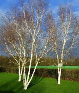 Three Silver Birch Trees © Jonathan Billinger Cc By Sa20 Geograph