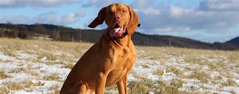 The Vizsla Breed Facts And Temperaments Pet Side