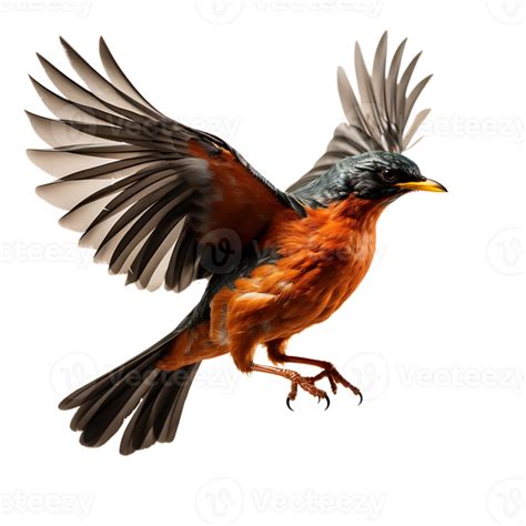 Beautiful Robin Bird On Transparent Background Ai Generated 27146062 Png