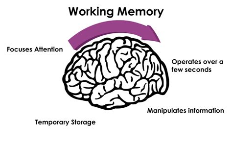 What Is Working Memory Powerbrain Rx