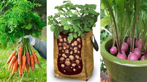 4 Of The Easiest Root Vegetables To Grow In Containers