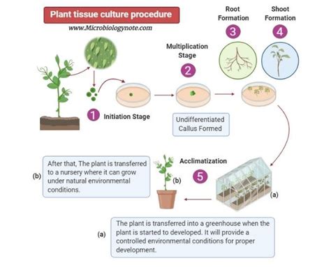 Plant Tissue Culture Definition Techniques Media Composition Types