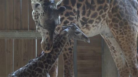 Cute Baby Giraffe Takes First Steps Just Minutes After Being Born