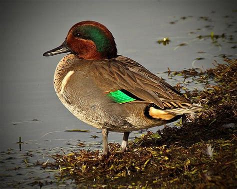 The Teale Duck Pictures Teal Duck Animal Sanctuary