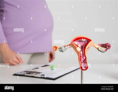 Uterine Change Hi Res Stock Photography And Images Alamy