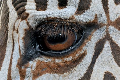 Eye Of The Zebra Valerie Flickr