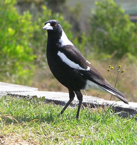 New Book Offers In Depth Insight Into The Complex Lives Of Australian Magpies University Of