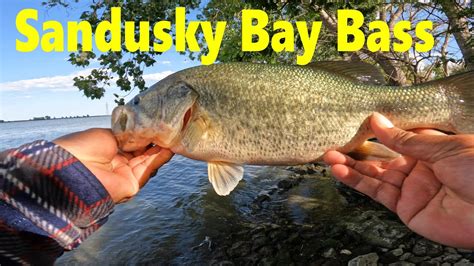 Sandusky Bay Bass Fishing Slamming Largemouth Bass Youtube