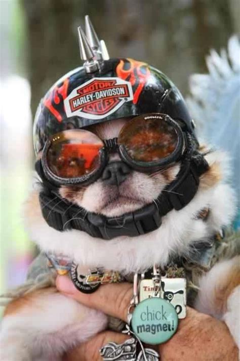 Over the next two centuries, however, the attitude of humans toward dogs began to change dramatically; 13 best images about Harley Davidson stuff on Pinterest ...