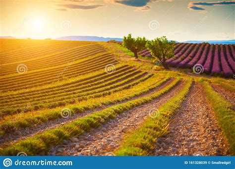 Harvested Lavender Field At Sunset In Provence France