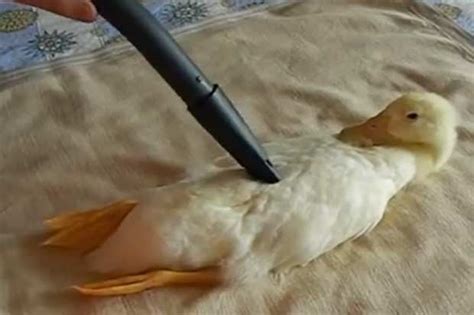Meet The Duck That Likes To Be Vacuumed Video Daily Star