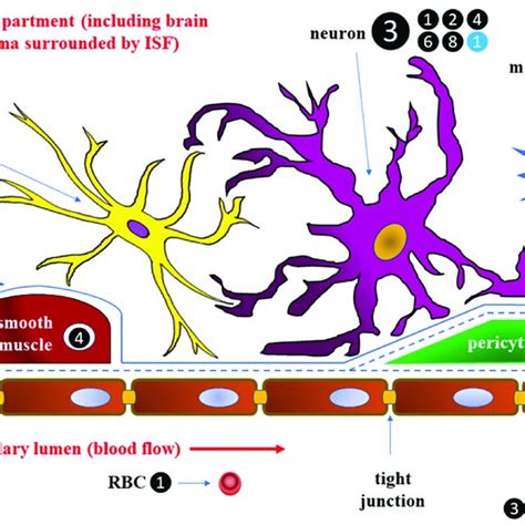 Schematic Diagram Of The Blood Brain Barrier Bbb Download