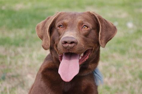 Labs are known for being loyal, intelligent, kindhearted, & energetic. Hank Chocolate Labrador Retriever Young - Adoption, Rescue ...